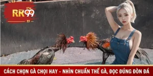 Cách Chọn Gà Chọi Hay – Nhìn Chuẩn Thế Gà, Đọc Đúng Đòn Đá