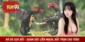 Đá Gà Cựa Sắt – Quan Sát Liền Mạch, Bắt Trọn Cao Trào
